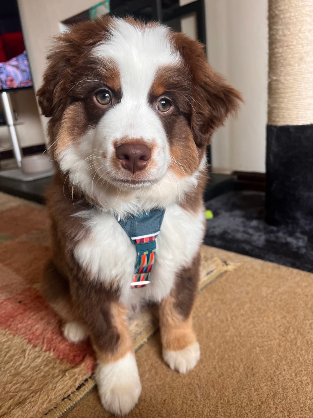 Customer photo review of Horizon Harness