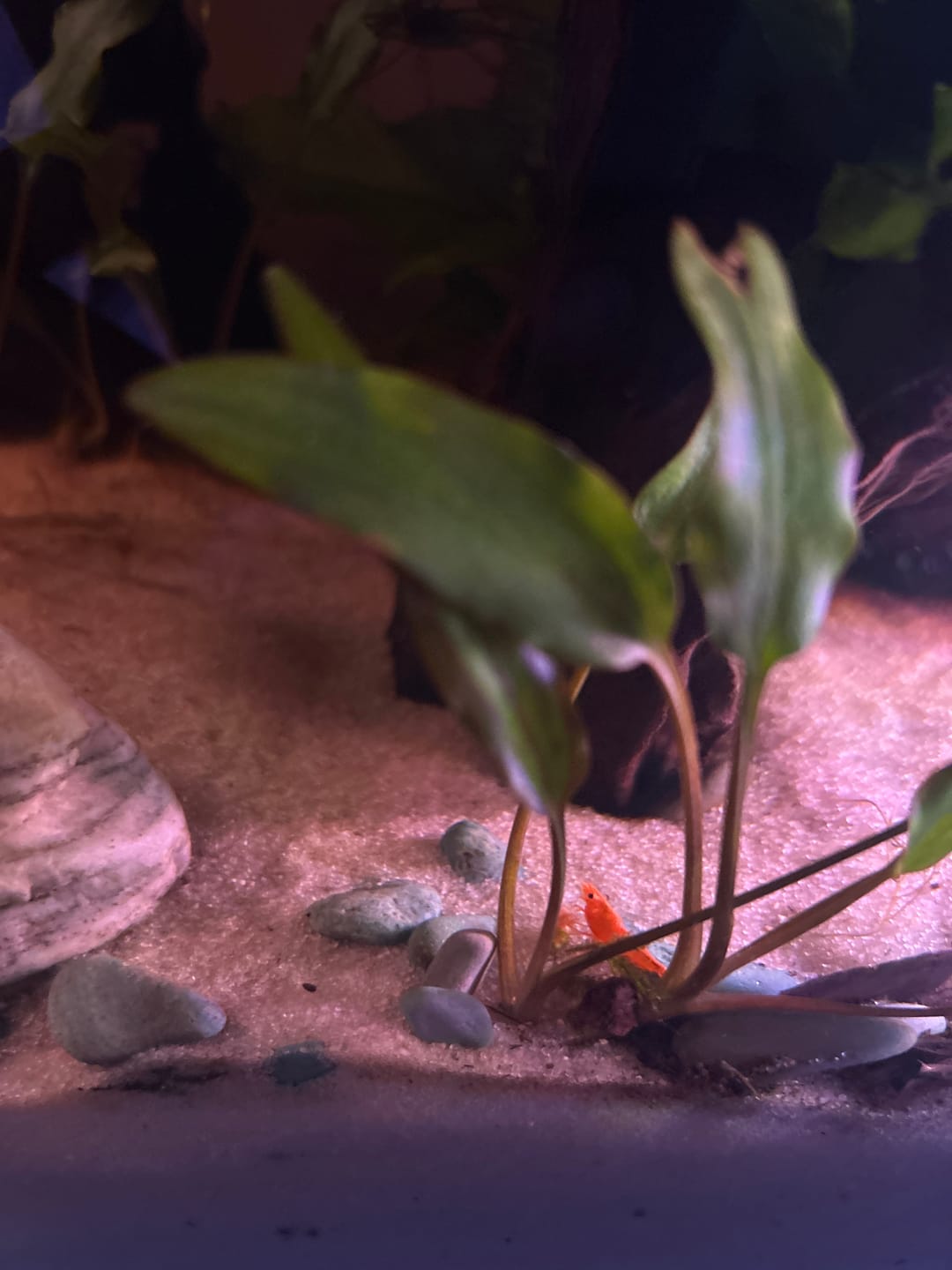 Customer photo review of Orange Sunkist Shrimp