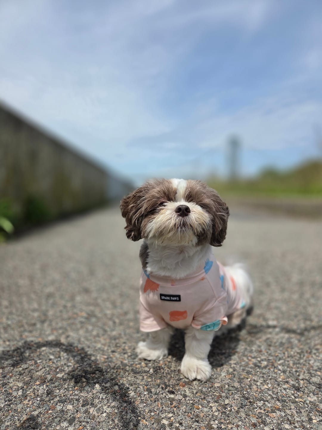 Customer photo review of Sunblock Dog T-Shirt - Seashell