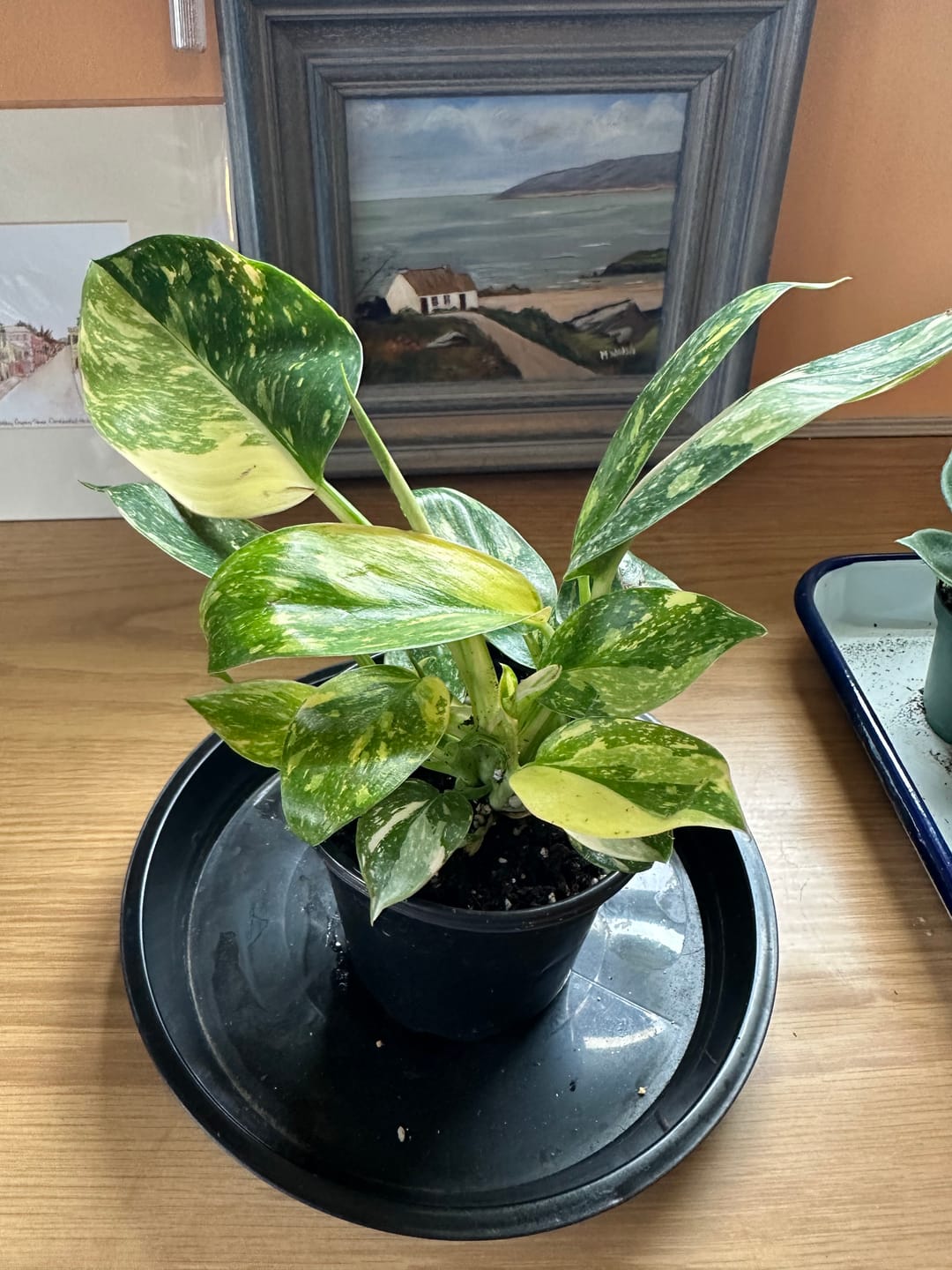 Customer photo review of Philodendron 'Congo Nuclear'