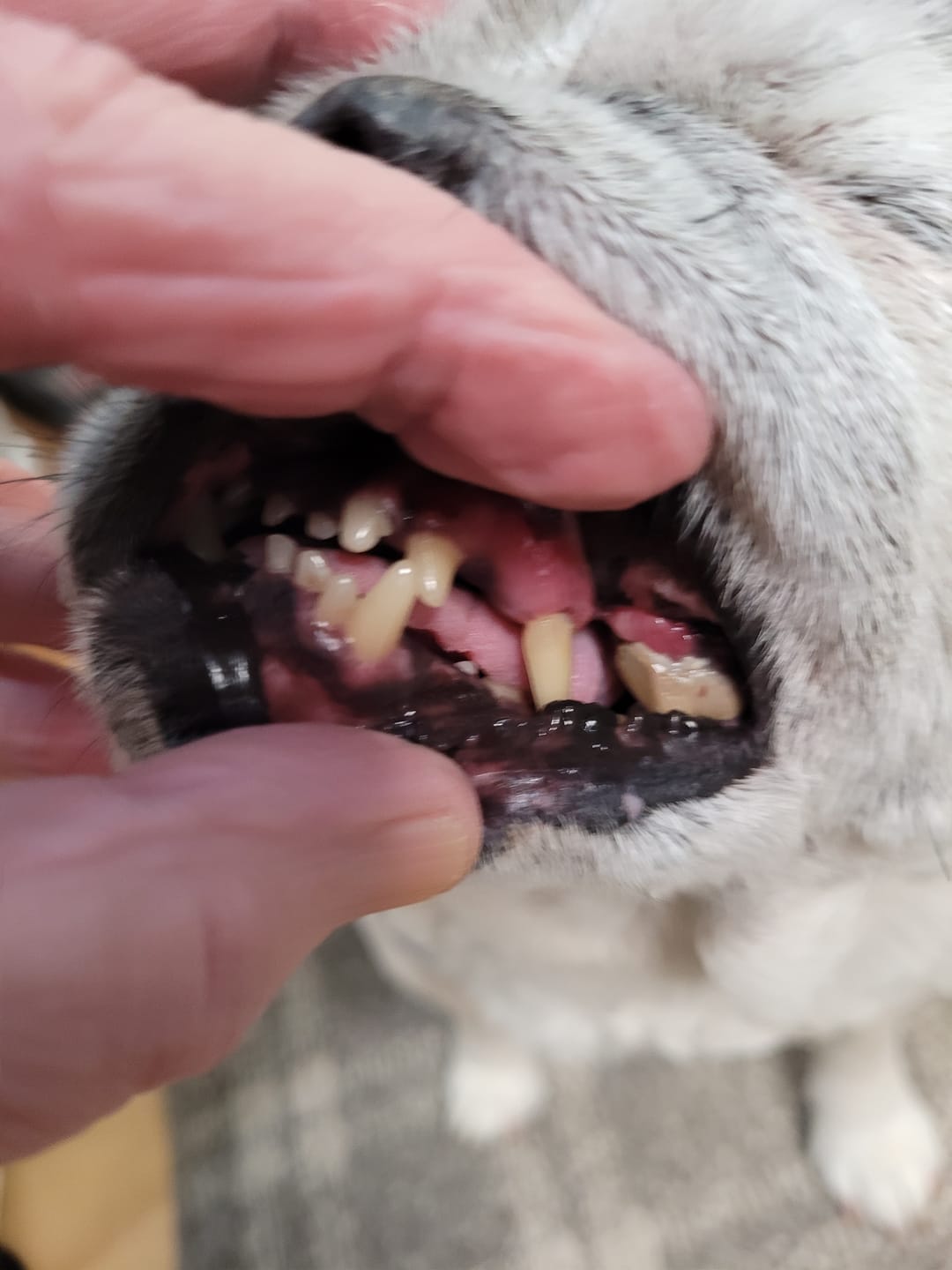 Customer photo review of Iron Paws Daily Human-Grade Superfood For Dogs