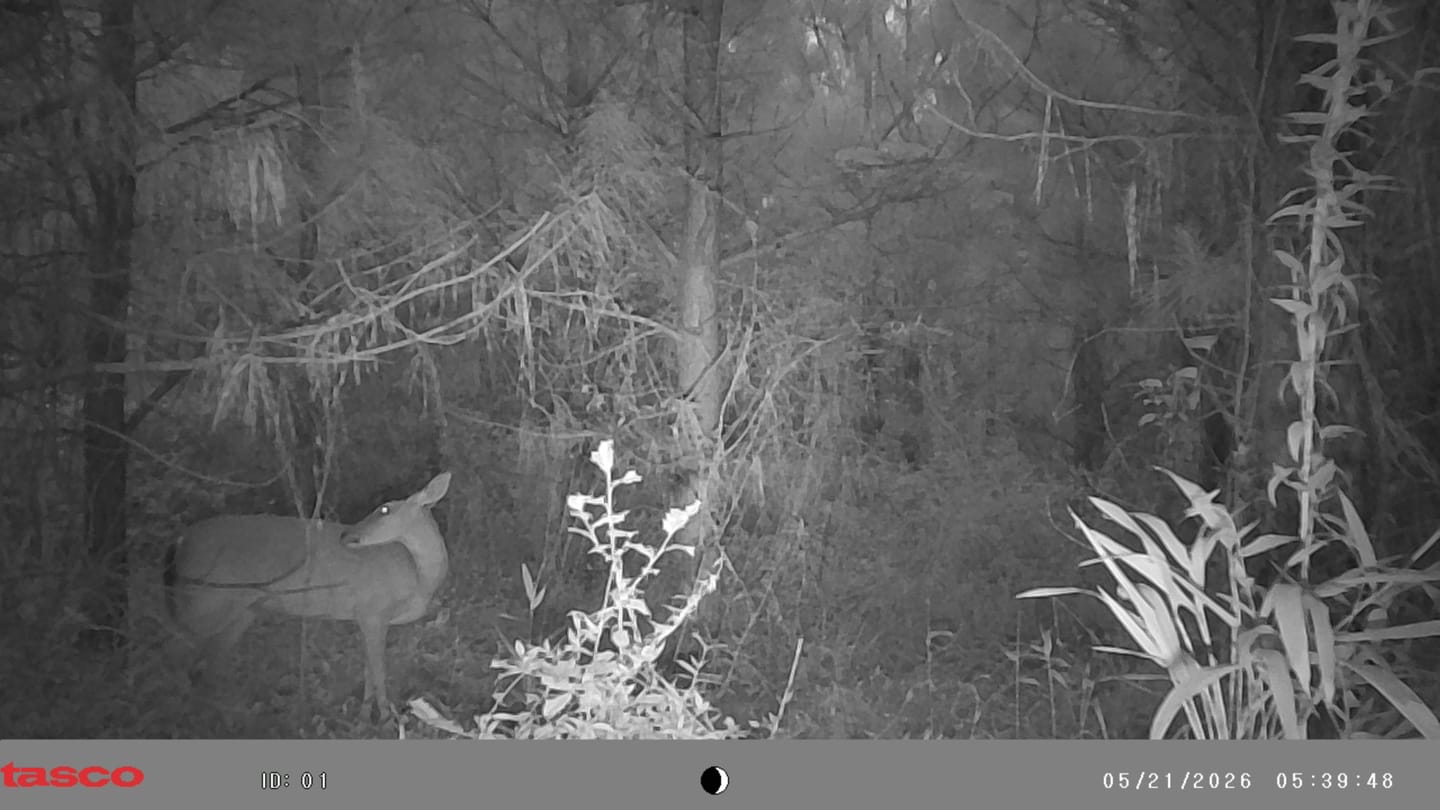 Customer photo review of 3 for $39.99! - Tasco 12MP with Low Glow Infrared Flash Trail Camera