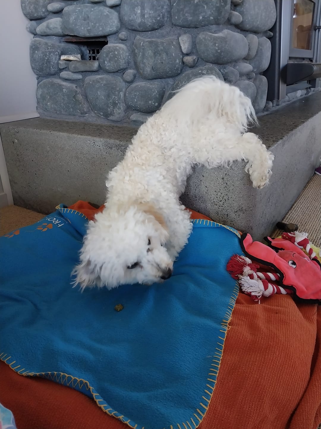 Customer photo review of NexGard SPECTRA for Small Dogs 3.6-7.5kg