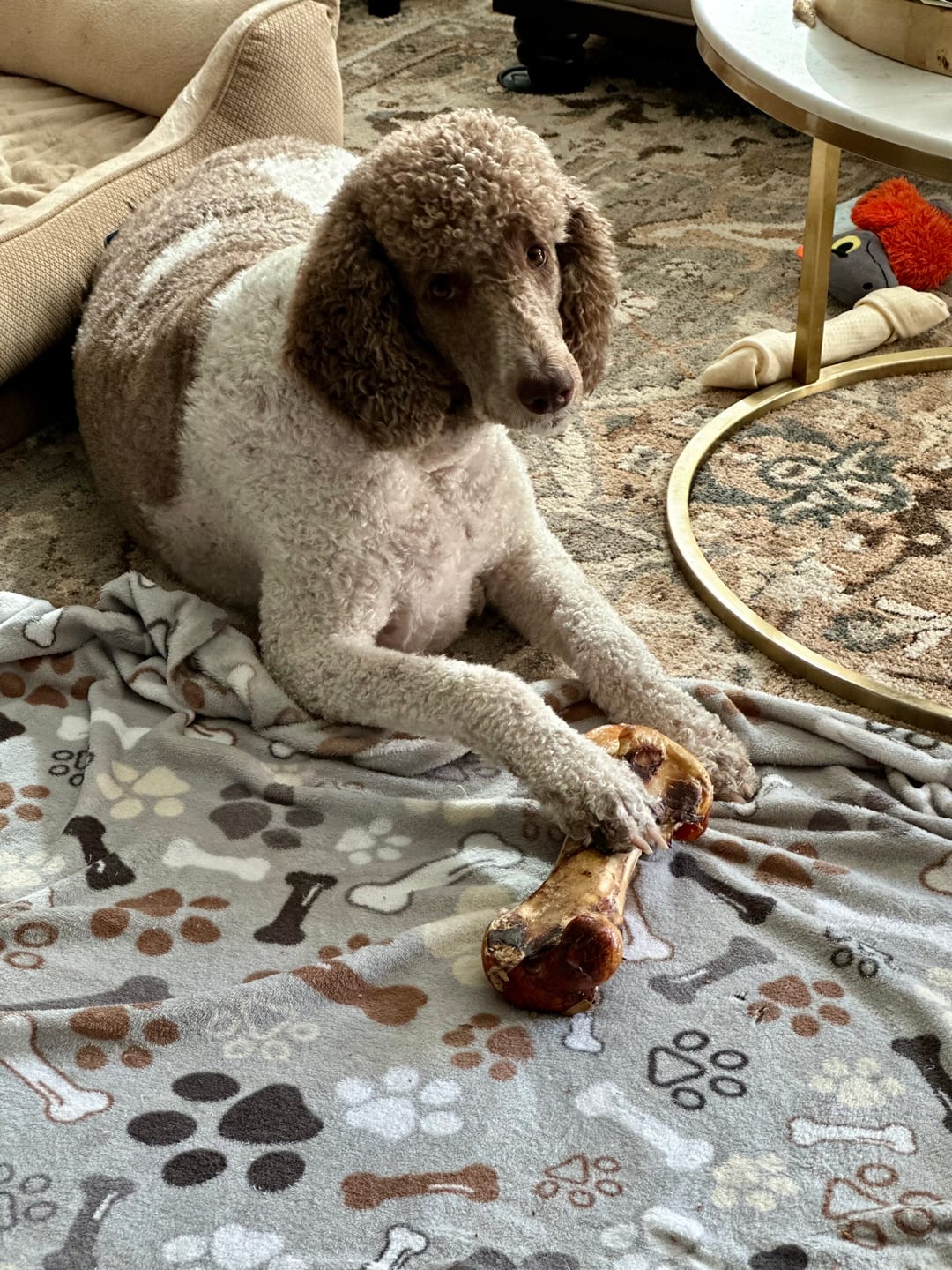 Customer photo review of Ostrich Hip Bone (12" x 5"x 3”): The Durable, Flavor-Packed Chew for Medium & Large Dogs