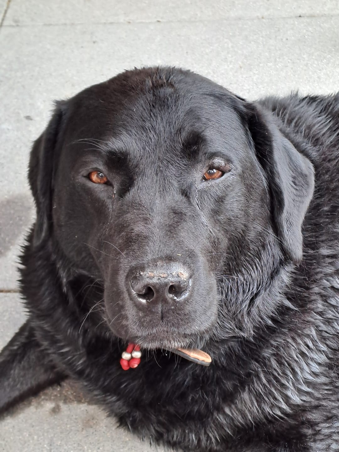 Customer photo review of Labrador Vinyl T Shirt
