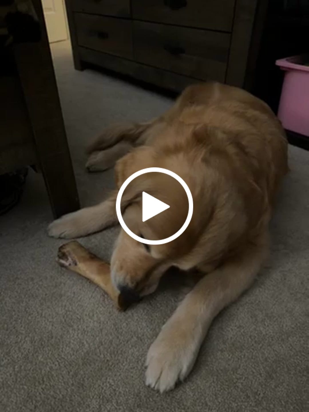 Customer video review of Large Dog Mega Spring Bundle (41+ lbs)