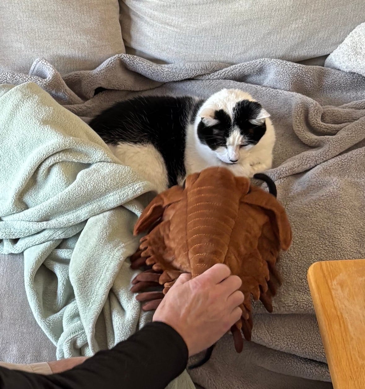 Customer photo review of Trilobite Arthropod Soft Stuffed Plush Toy