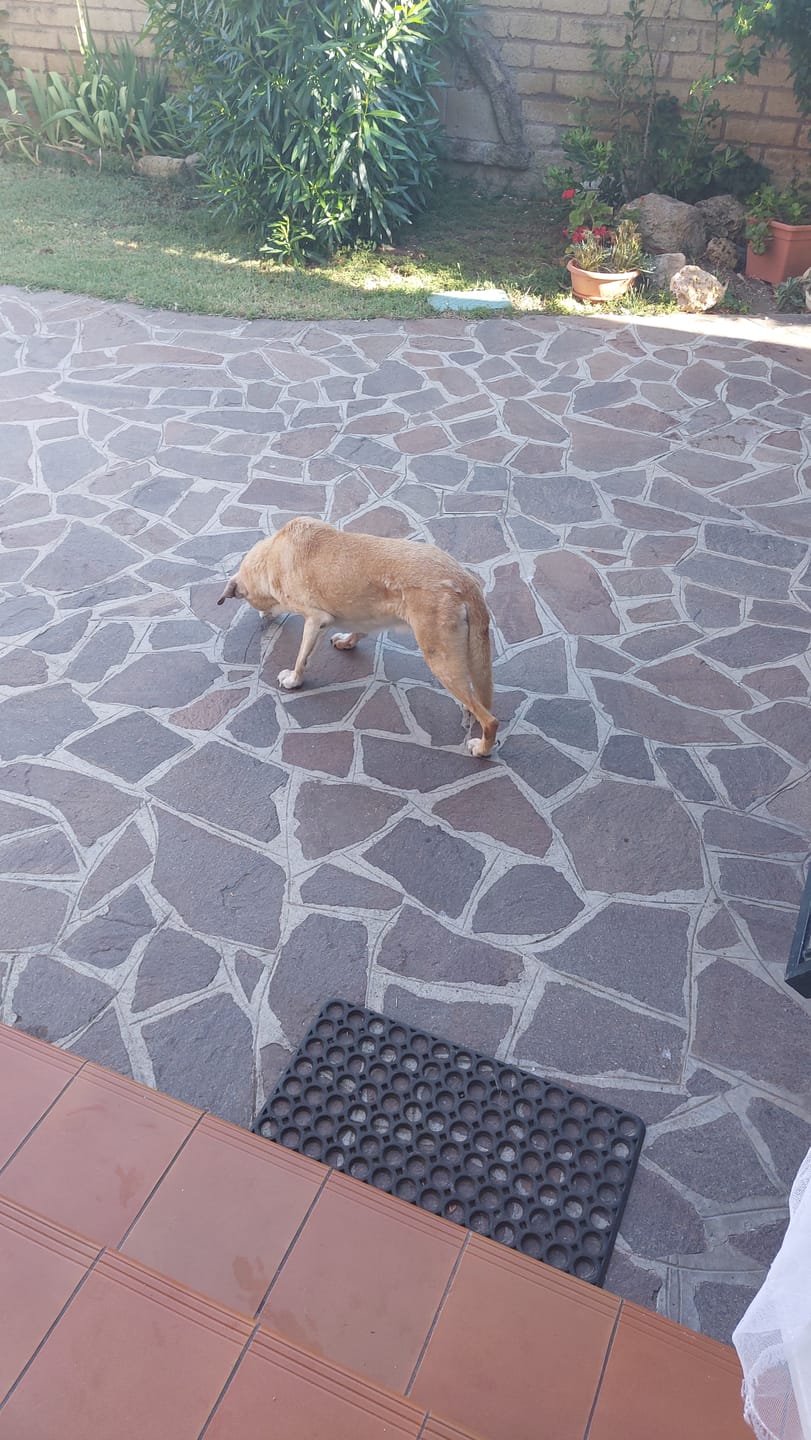 Customer photo review of CONDROSTRESS+ (30 cpr) – Contro l’intenso stress articolare del cane