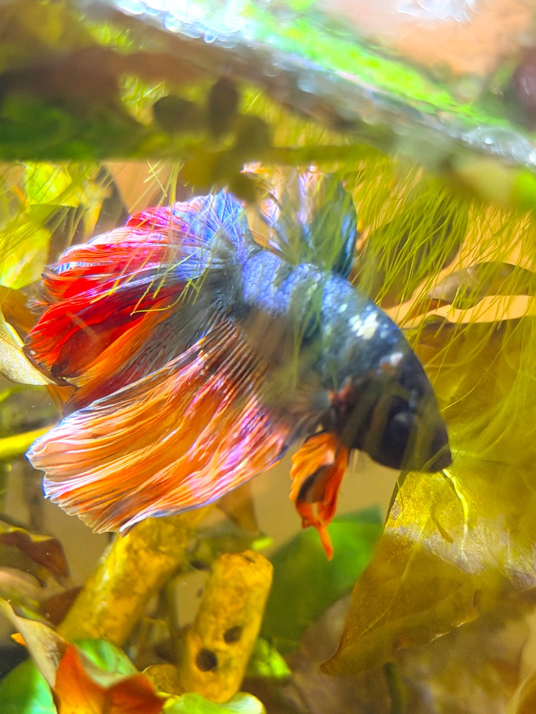 Customer photo review of Nemo Halfmoon Male Betta Fish | Order Directly From Farm | You Pick Fish
