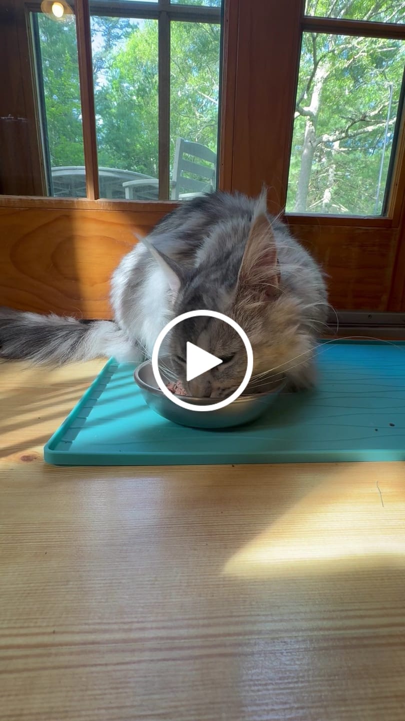 Customer video review of Turkey Recipe for Cats - 12oz