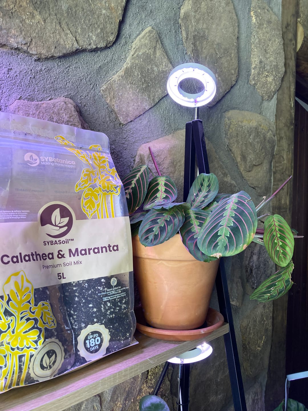 Customer photo review of Calathea & Maranta Mix