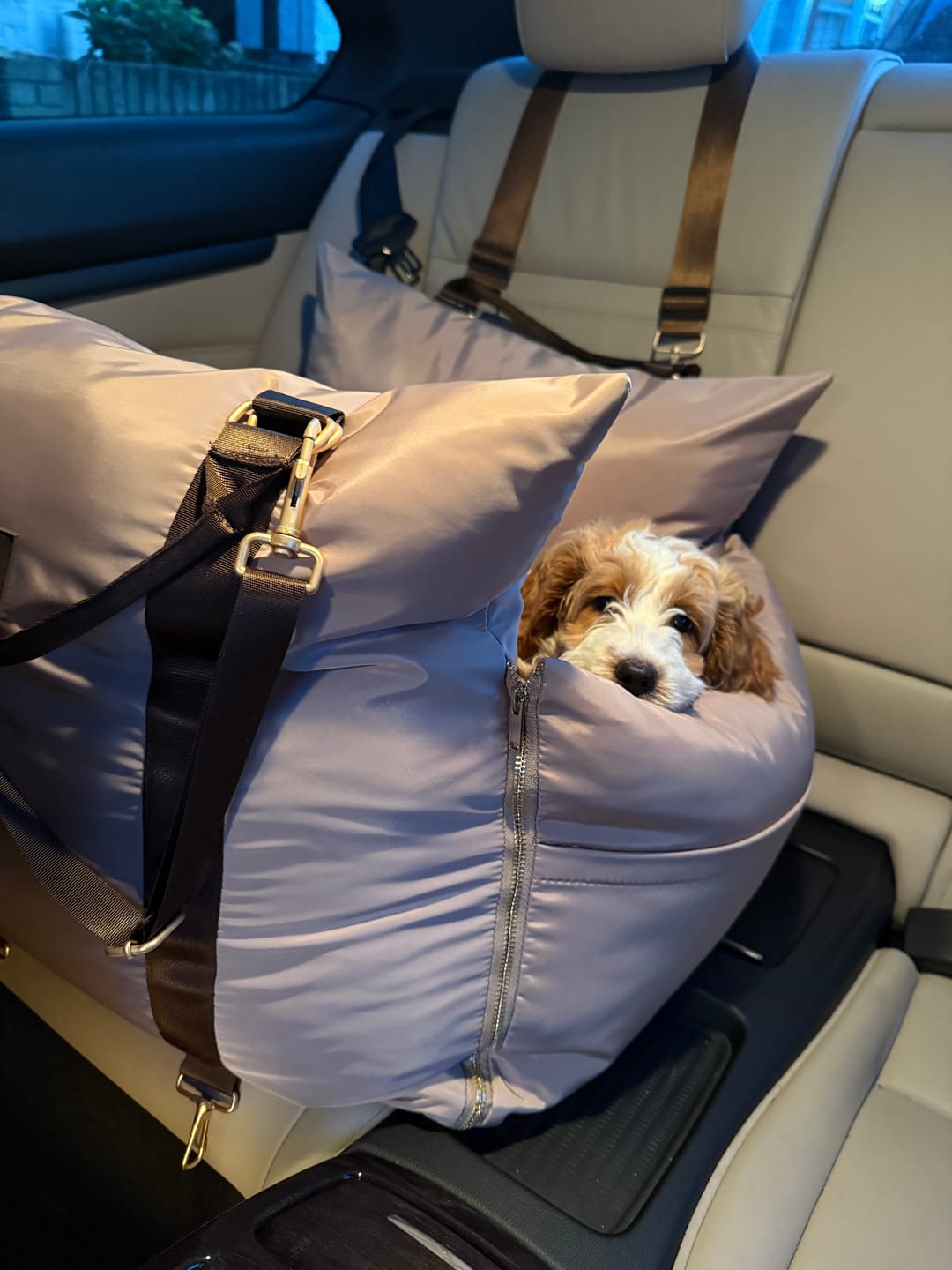 Customer photo review of Travel Dog Pod - Hazelnut