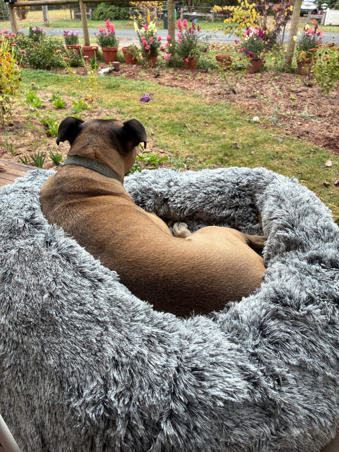 Customer photo review of Calming Pet Bed with Removable Cover