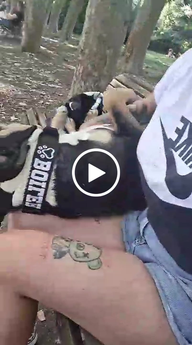 Customer video review of 5cm Combat® Collar | With Handle & Secure Clip - Black
