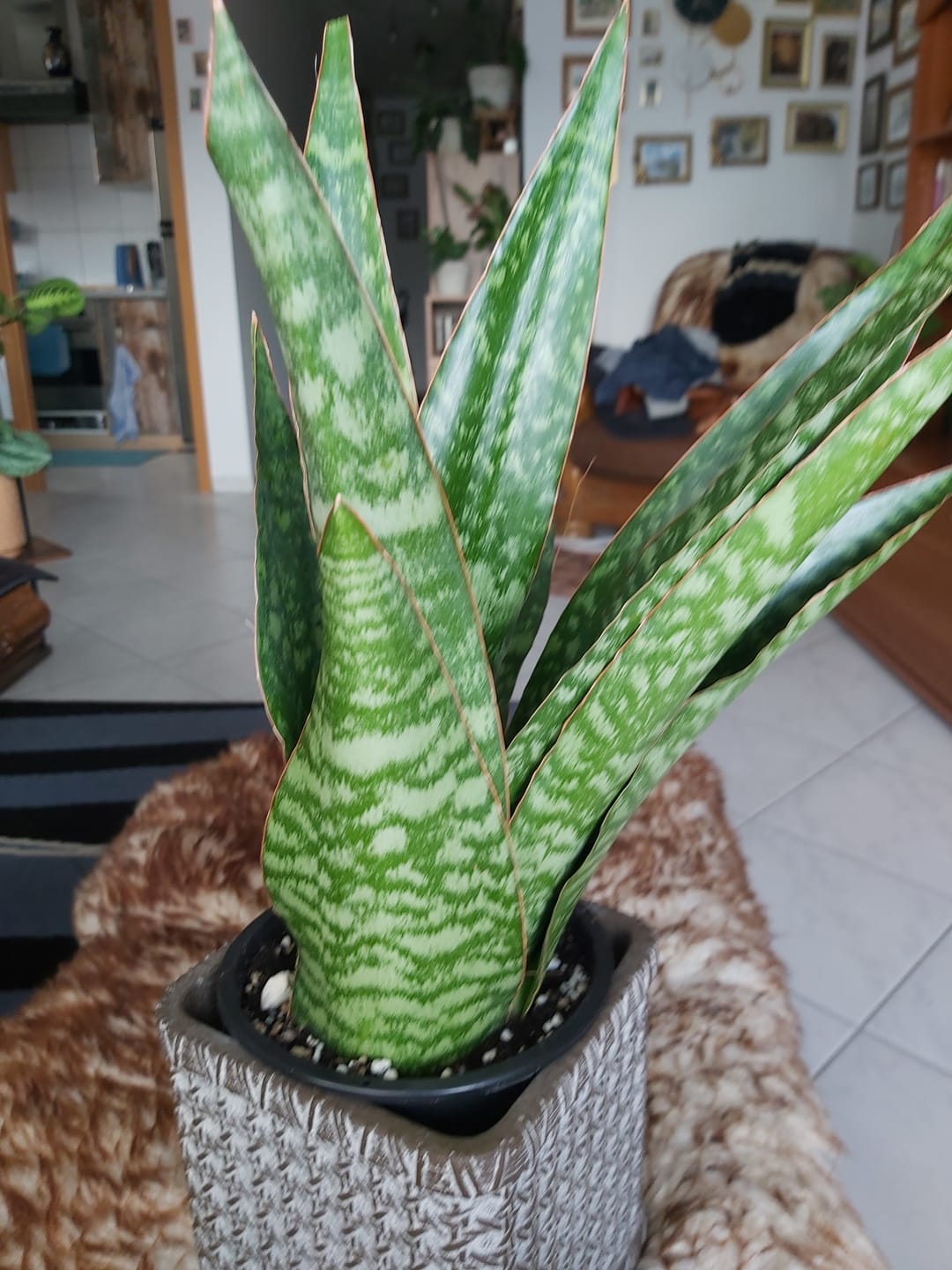 Customer photo review of SANSEVIERIA JAMAIQUINA QUEEN