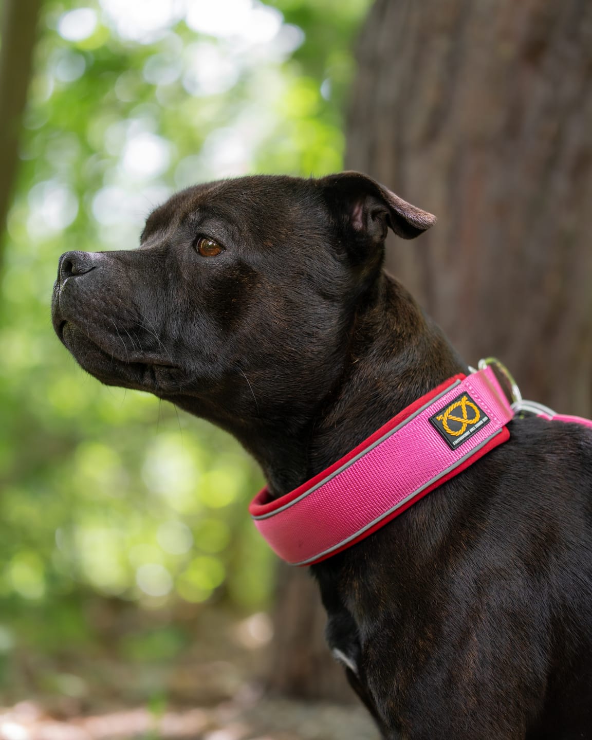 Customer photo review of Staffordshire Bull Terrier 1935® Martingale Collar - Lipstick Edition - Fuchsia & Red