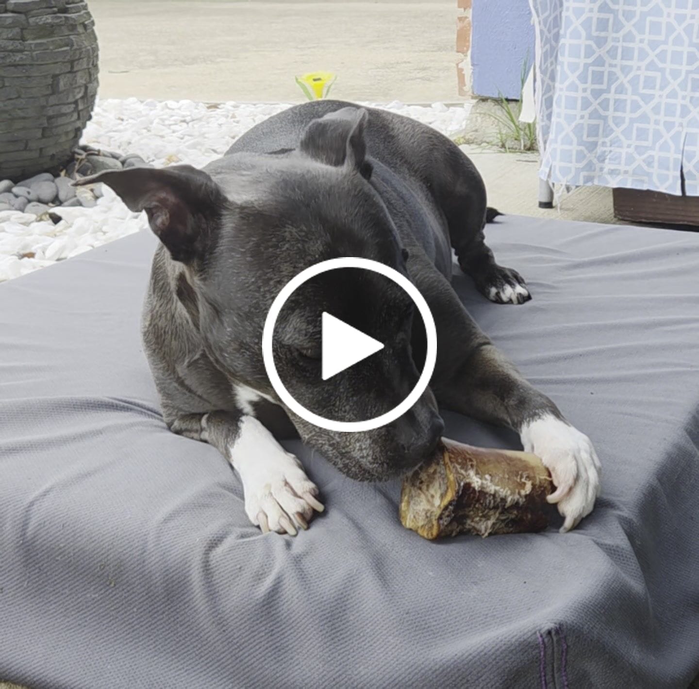 Customer video review of Smoked Beef Marrow Bone