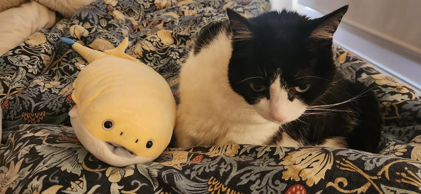 Customer photo review of Sacabambaspis Prehistoric Fish Soft Stuffed Plush Toy