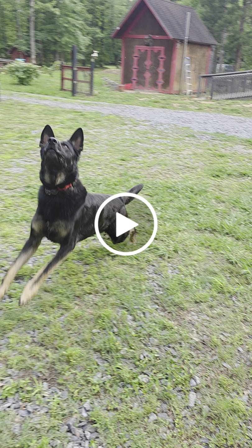 Customer video review of WUNDERball - Best Fetch Toy
