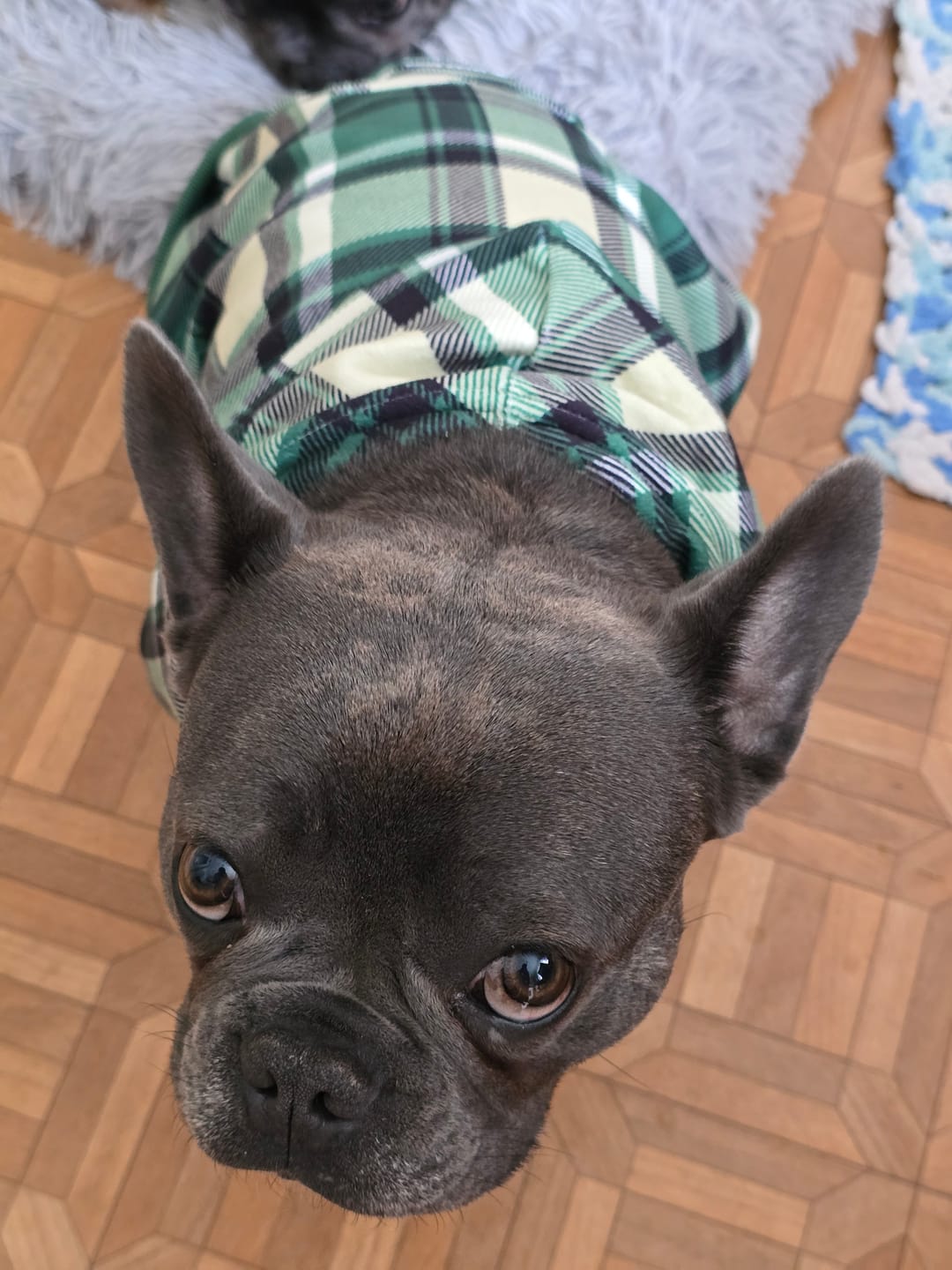Customer photo review of Green Plaid Dog Hoodie