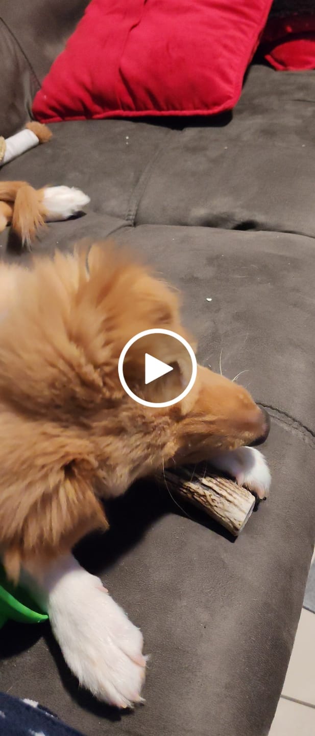 Customer video review of Asta de ciervo para perros - Principiante