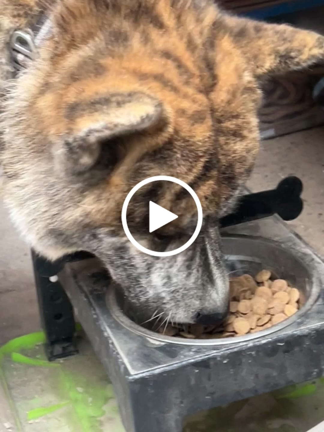 Customer video review of PetFamily Foods Cerdo Nordico