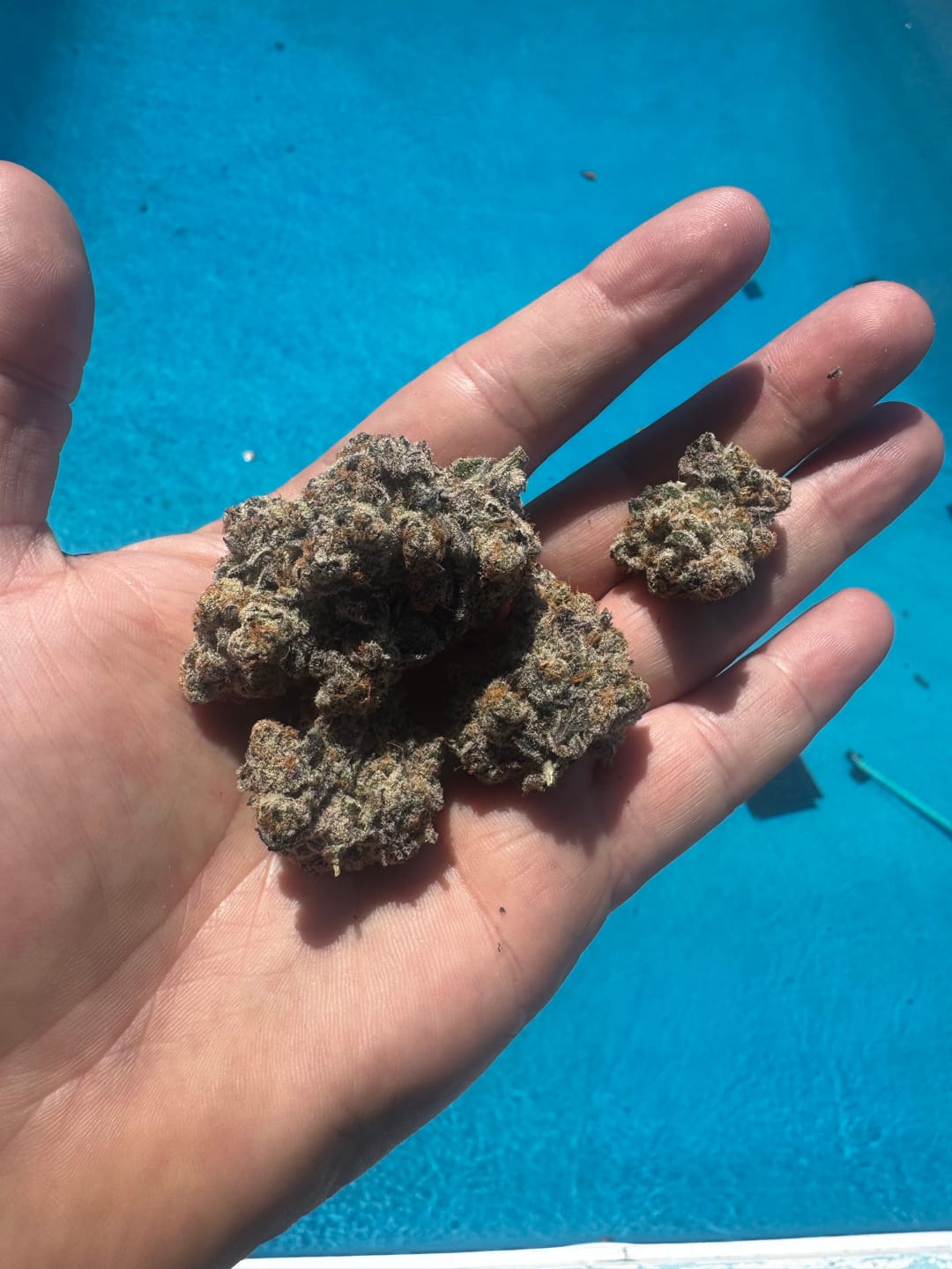 Customer photo review of Candy Flip