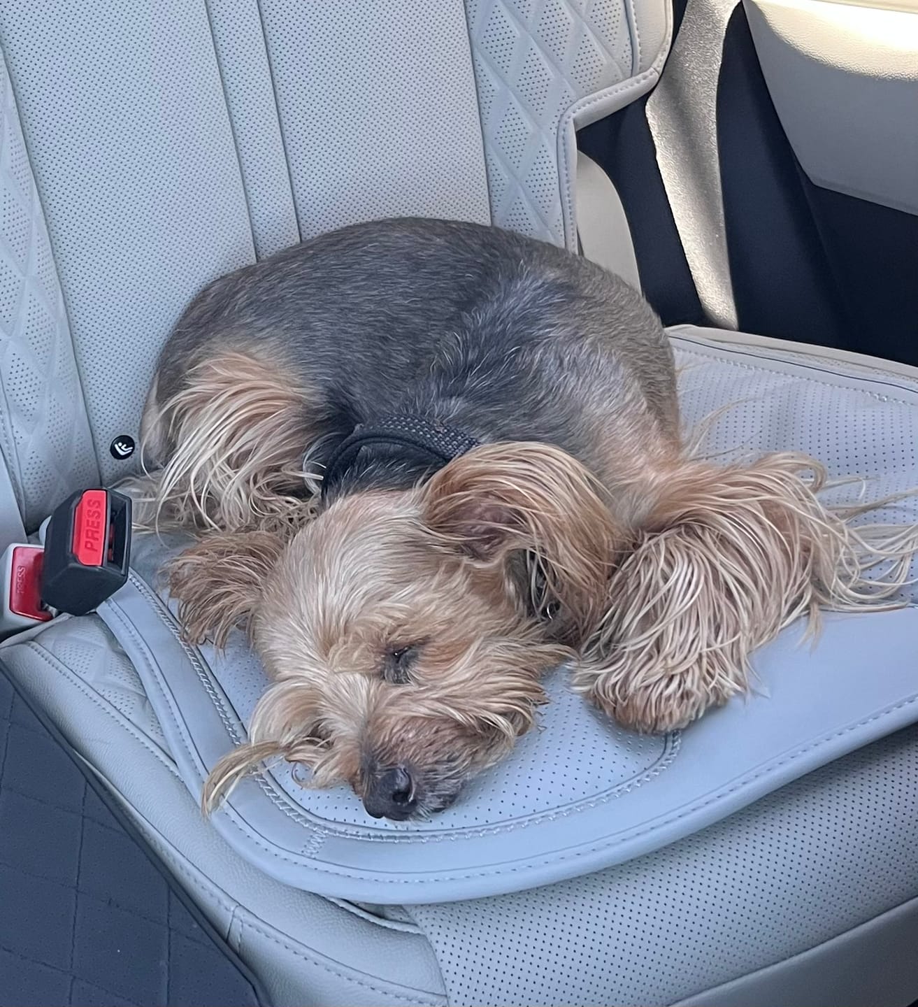 Customer photo review of Bison Liver Treats