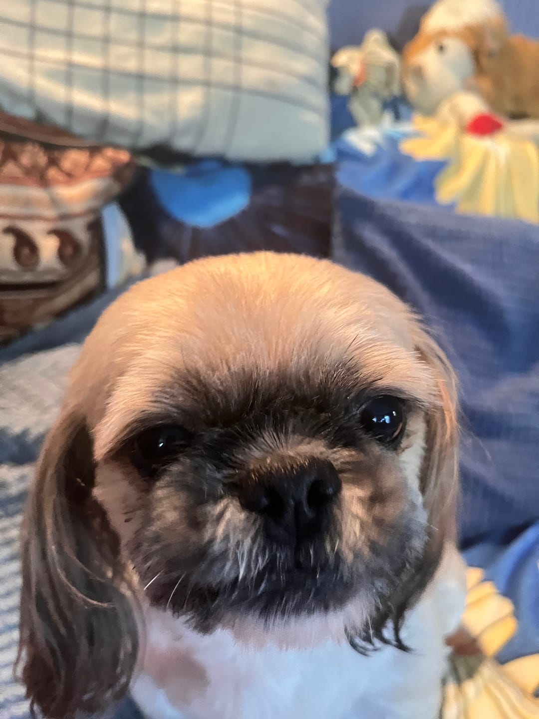 Customer photo review of The Original Fluffy Bean® Pet Bed