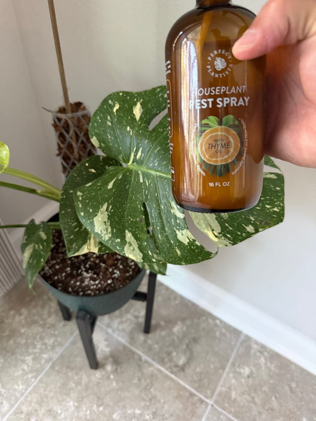 Customer photo review of Houseplant Pest Spray
