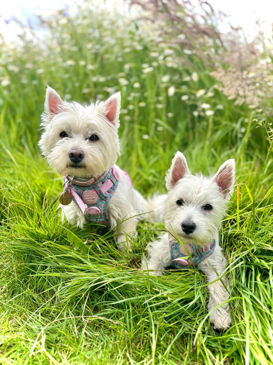 Customer photo review of Tough Trails™ Harness - Mable's Meadow