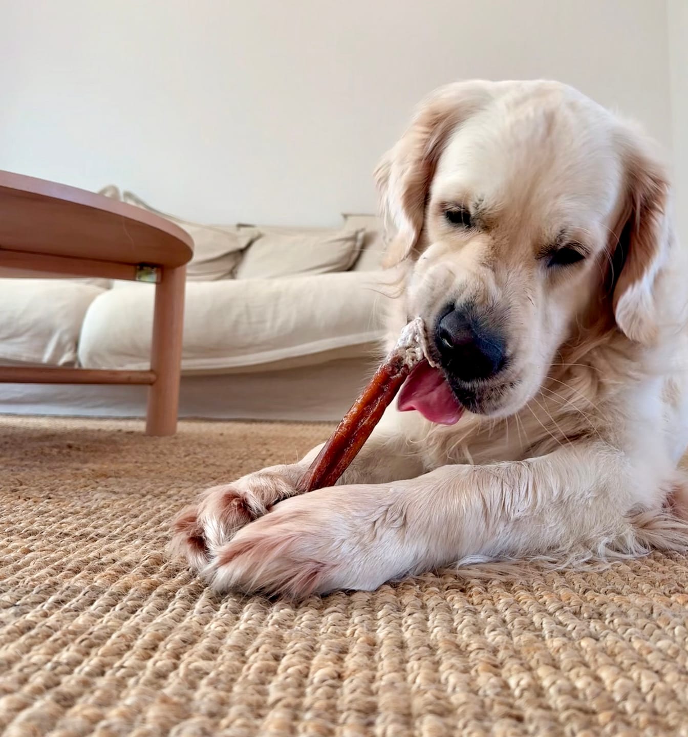 Customer photo review of Beef Pizzle (THICK & Long)