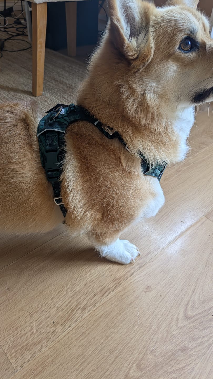 Customer photo review of Lite Harness