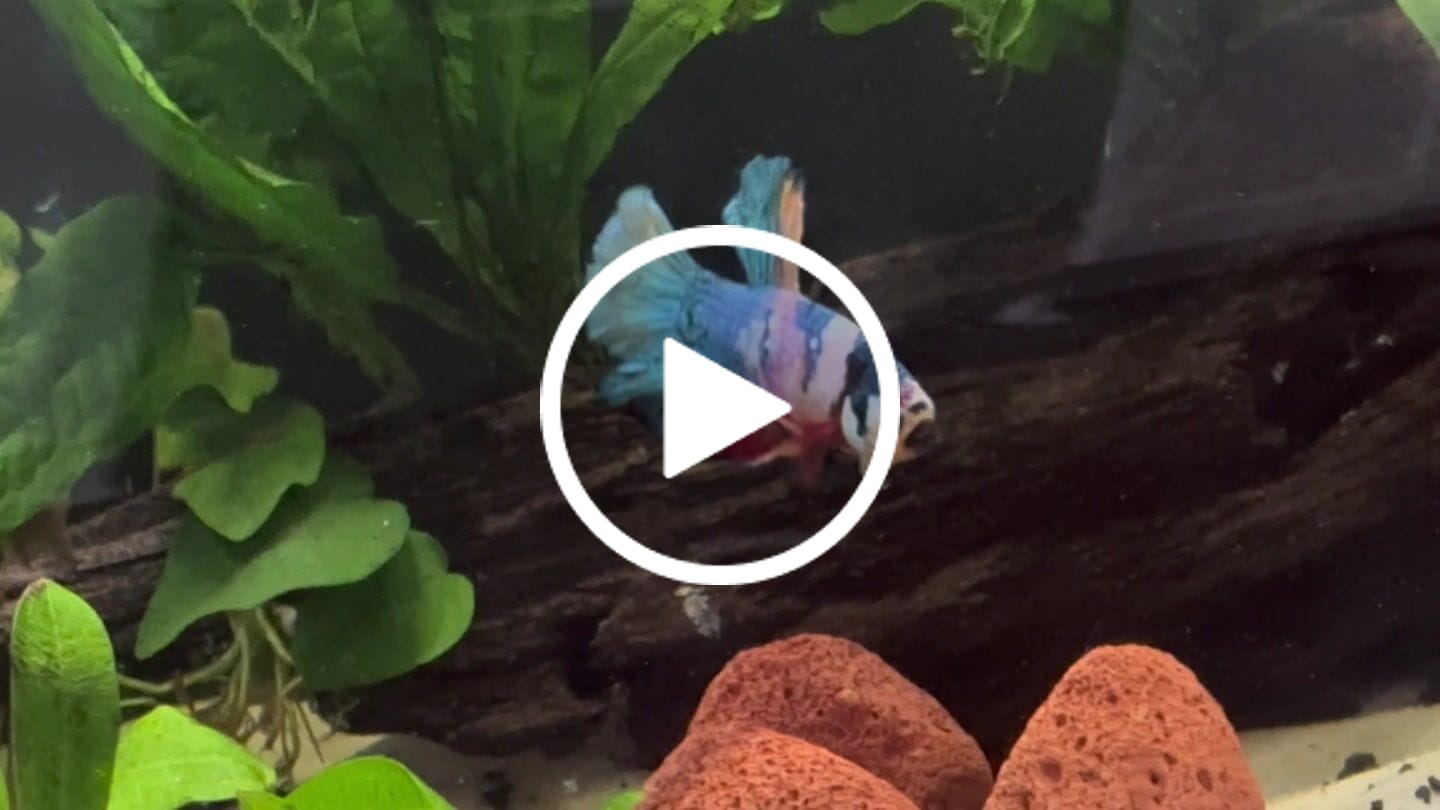 Customer video review of Multicolor Yellow Base Plakat Male Betta Fish | Order Directly From Farm |  You Pick Fish