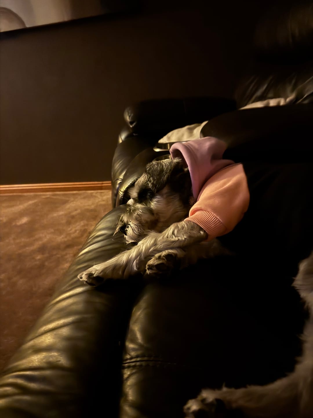 Customer photo review of Color Block Dog Hoodies