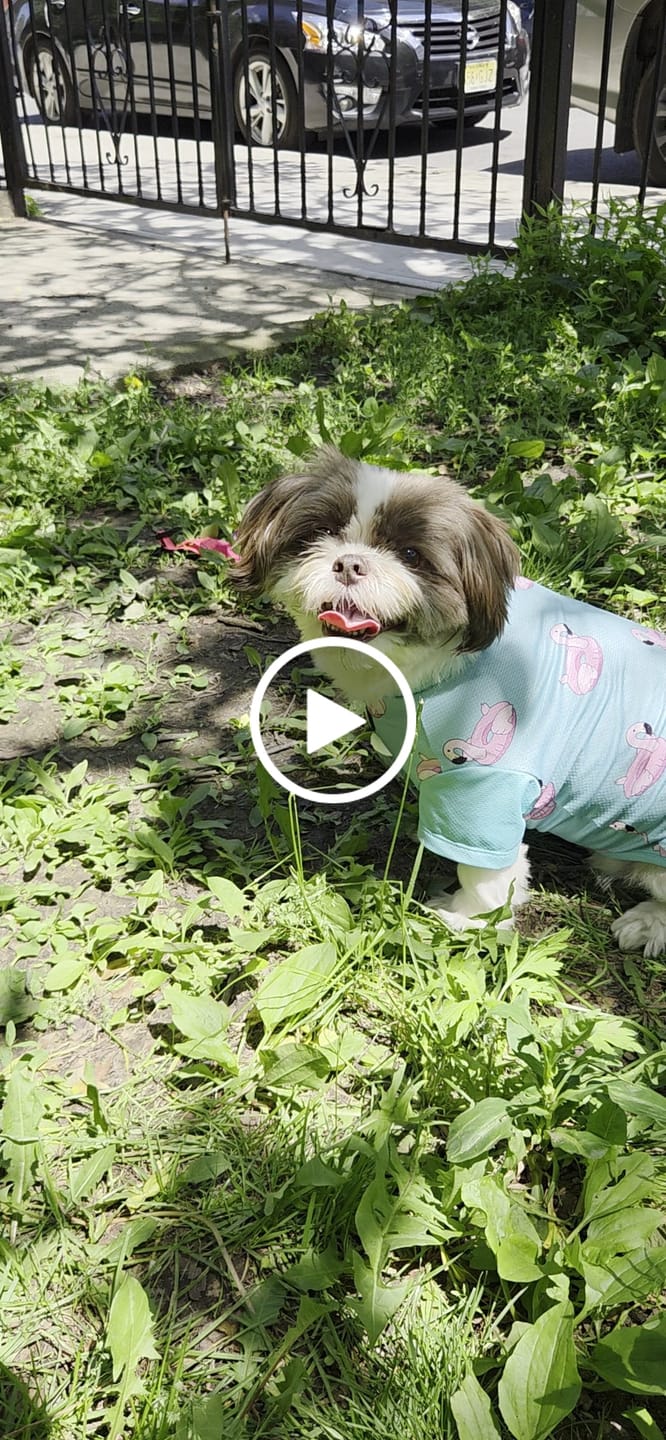 Customer video review of Sunblock Dog T-Shirt 2-pack