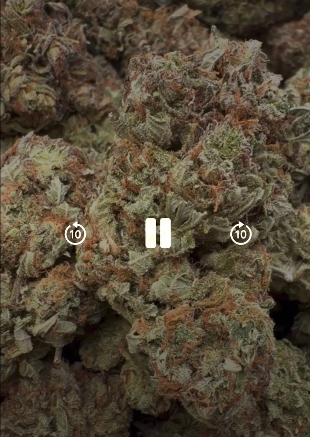 Customer photo review of Bubba Kush Indoor - Bulk - Indica