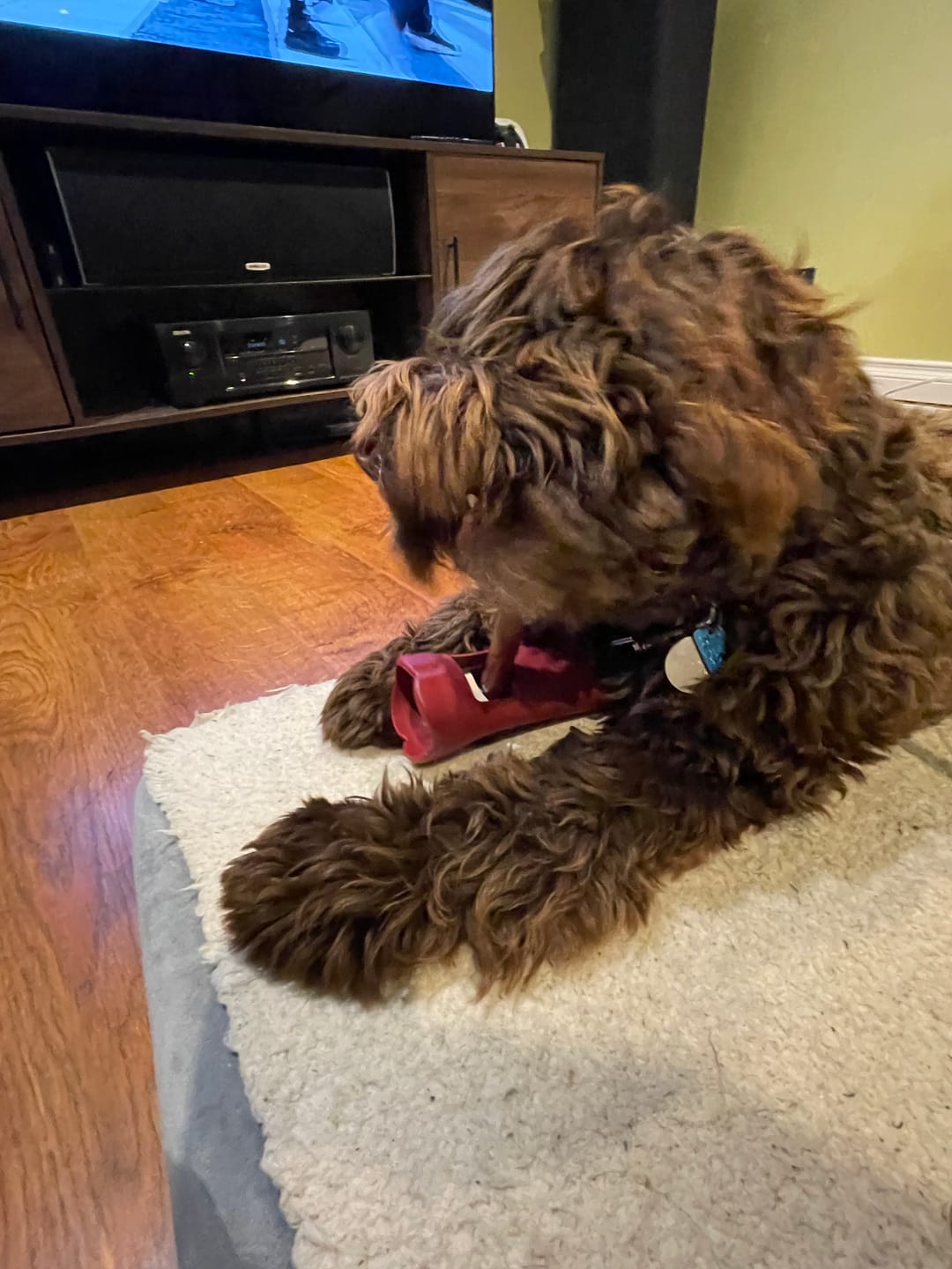 Customer photo review of 12 Inch Jumbo Bully Stick
