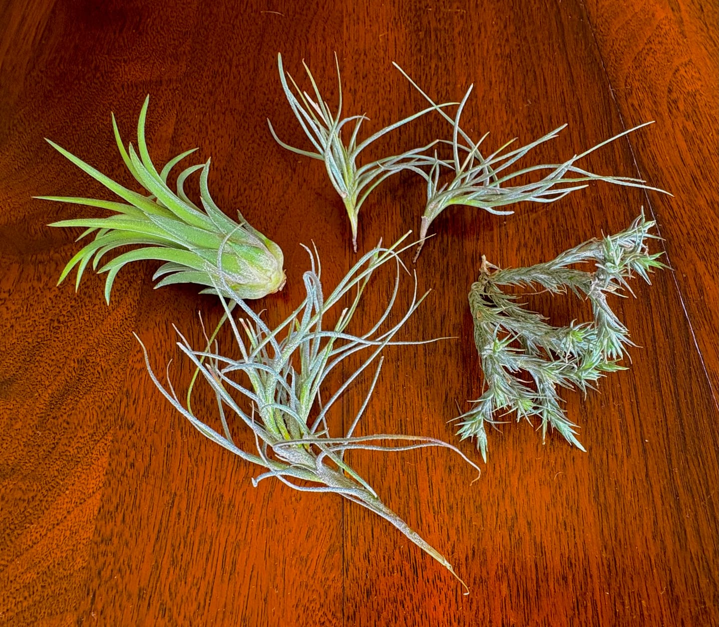 Customer photo review of Ionantha Curly Giant
