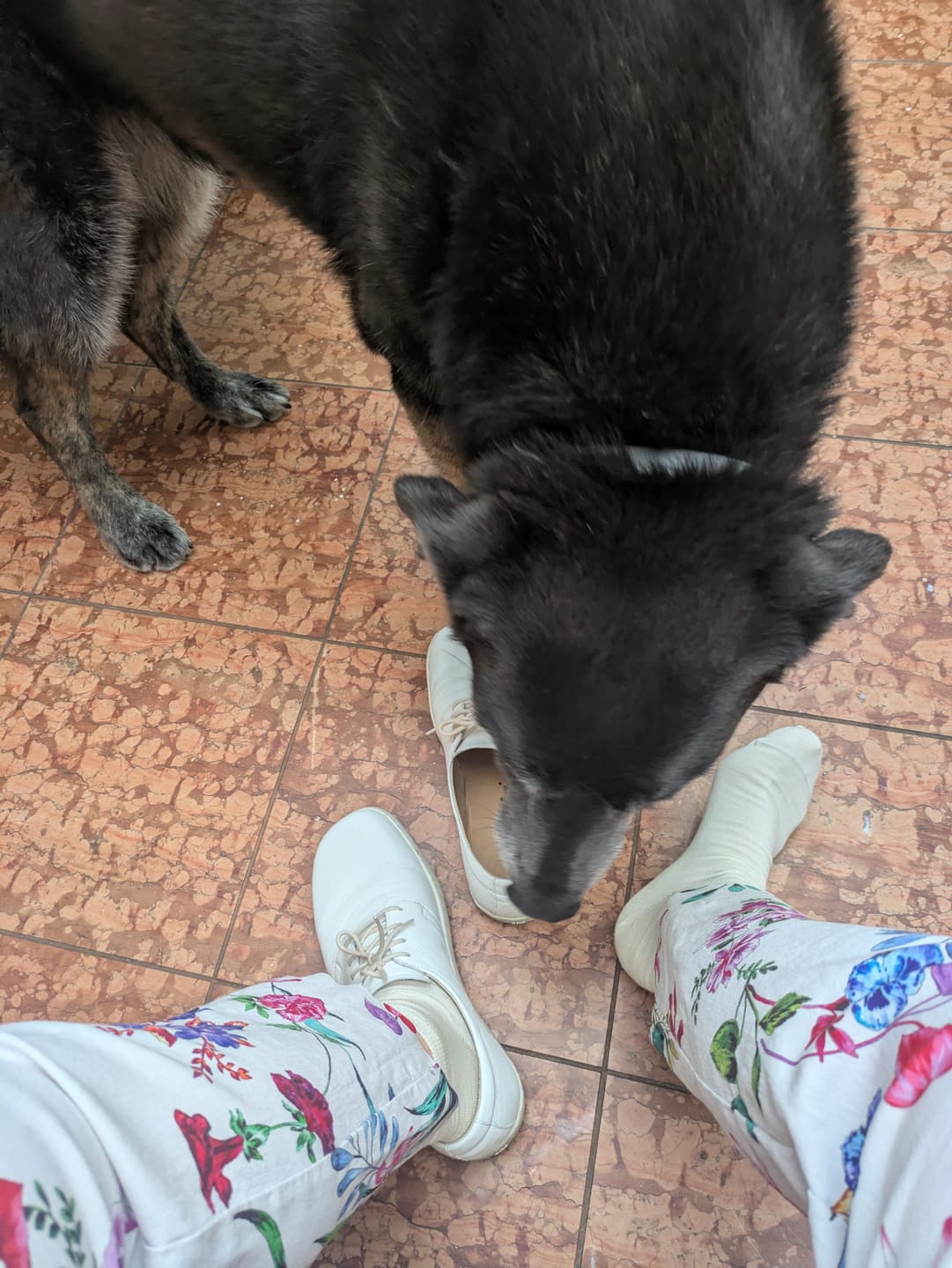 Customer photo review of Merinosocken  Business  Sneaker