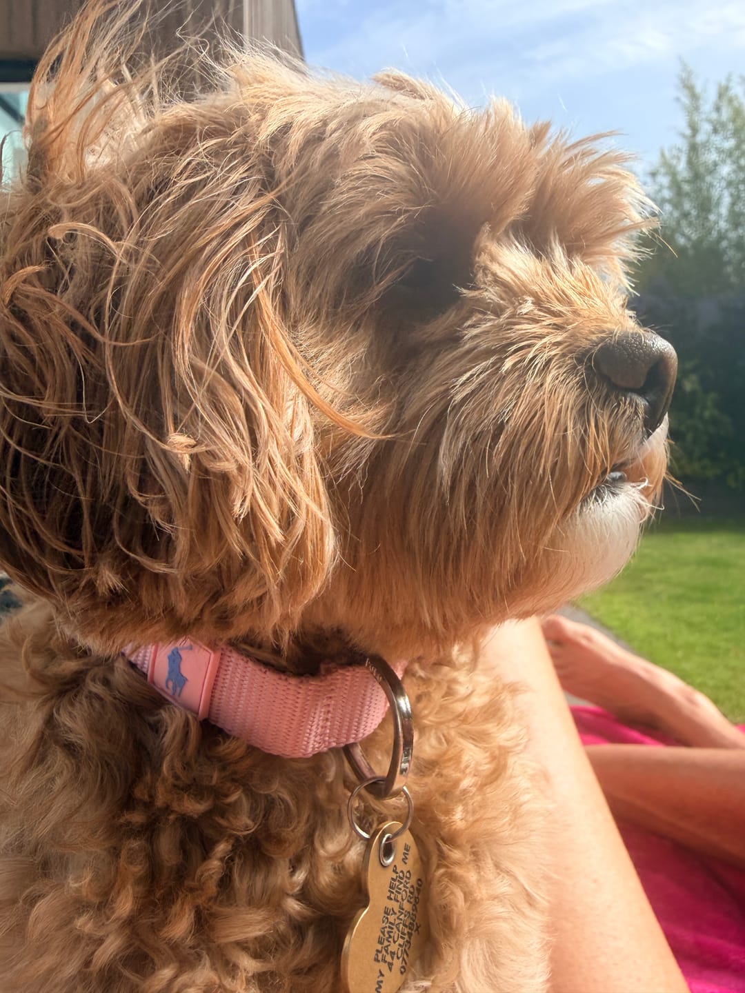 Customer photo review of Polo Ralph Lauren Nylon Dog Collar