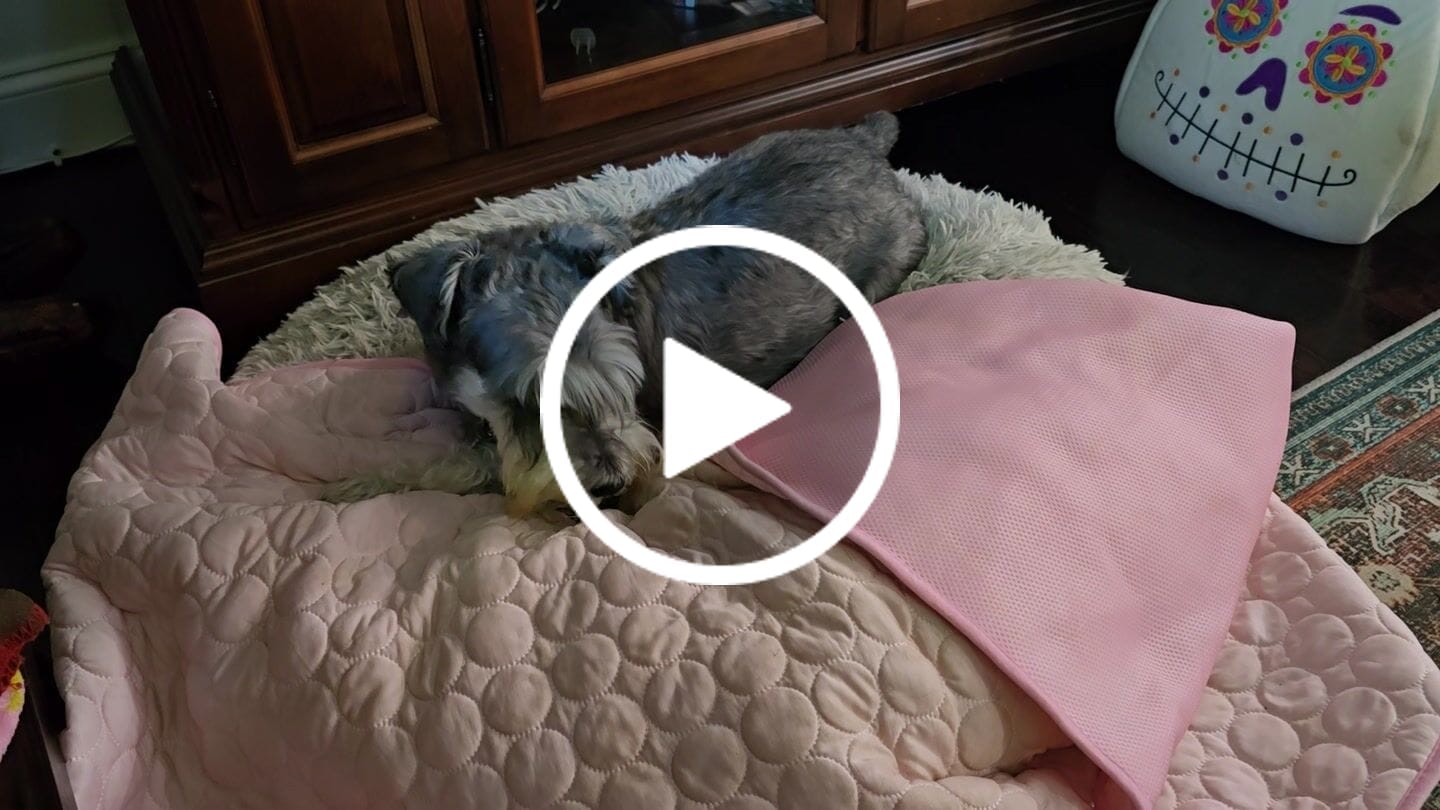 Customer video review of Protect Your Dog From Overheating And Dangerous Heat Stress With IcyNap