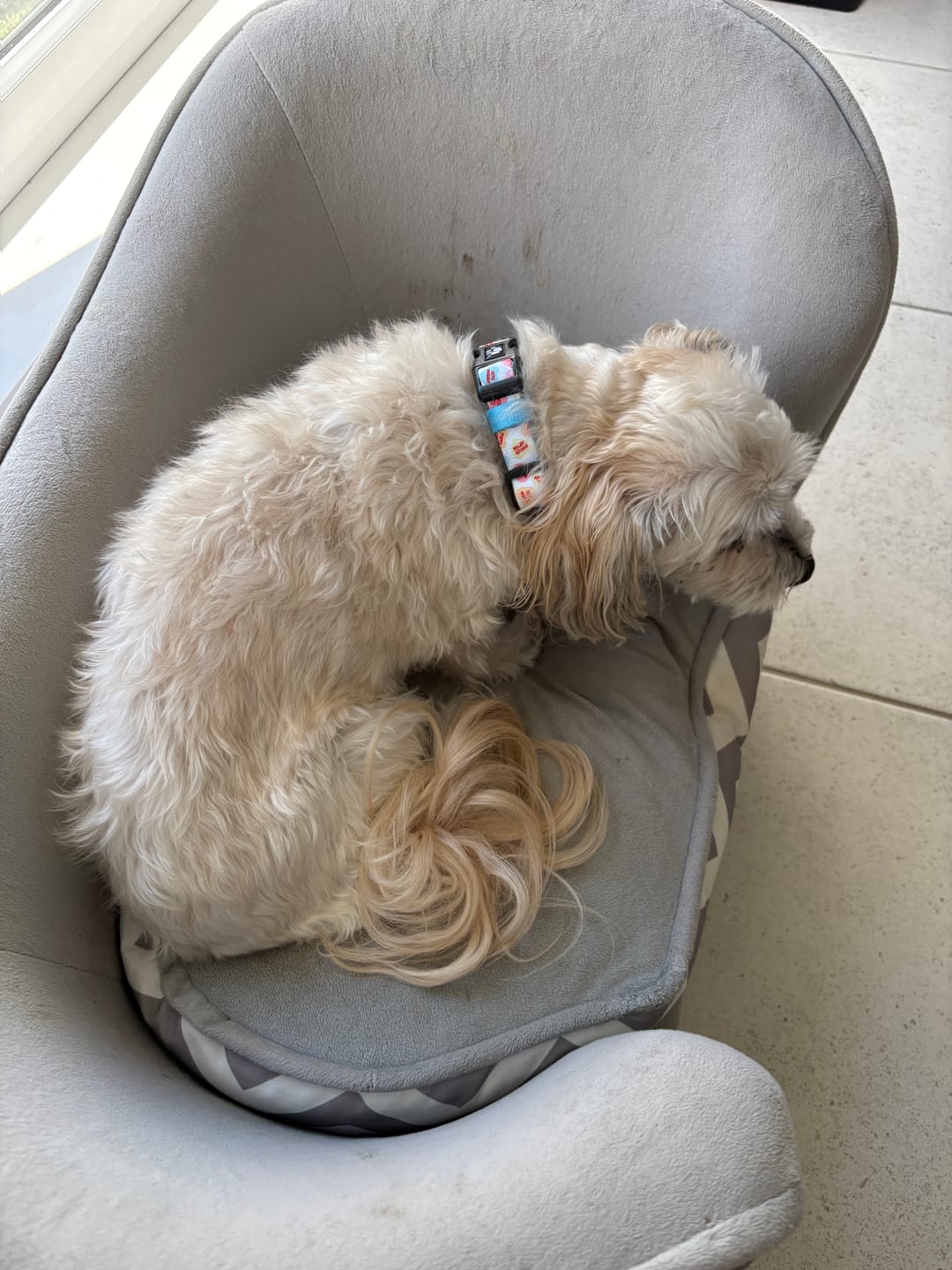 Customer photo review of COLLAR -SWEET TALKER