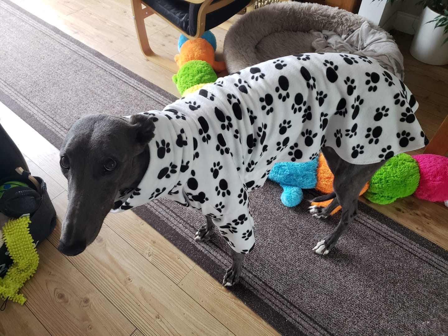 Customer photo review of Black Paws on White Anti Pill Polar Fleece Fabric