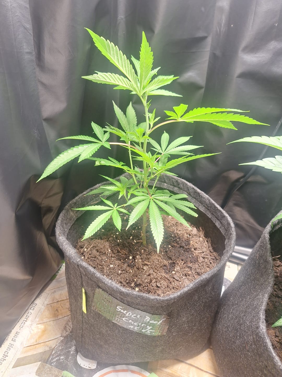 Customer photo review of Super Boof Cherry Steckling