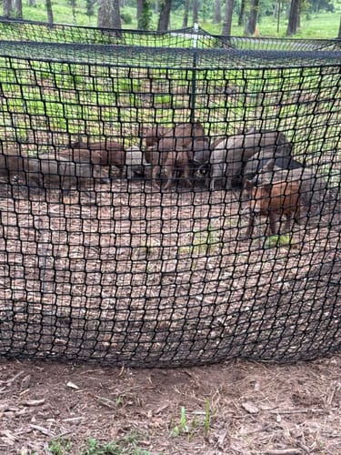 Customer photo review of Pig Brig Trap System