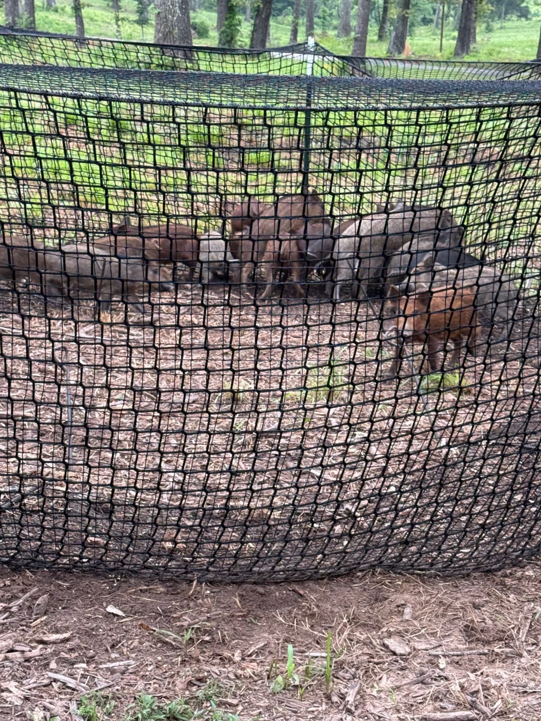 Customer photo review of Pig Brig Trap System