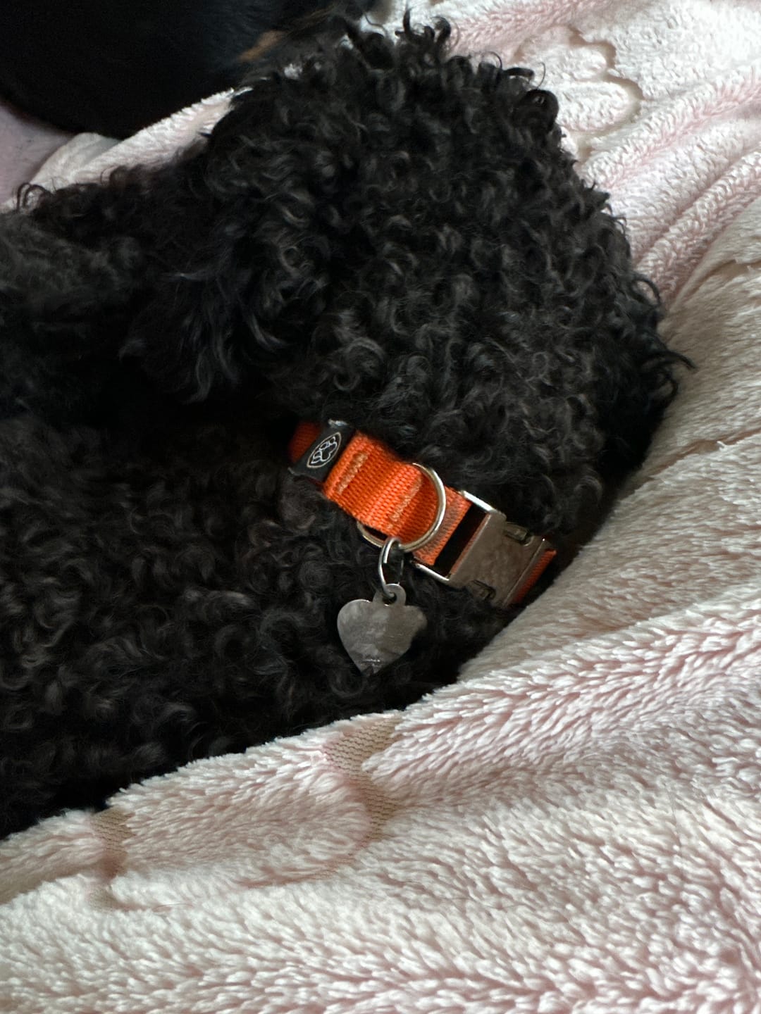 Customer photo review of Halsband - kleine Hunde -