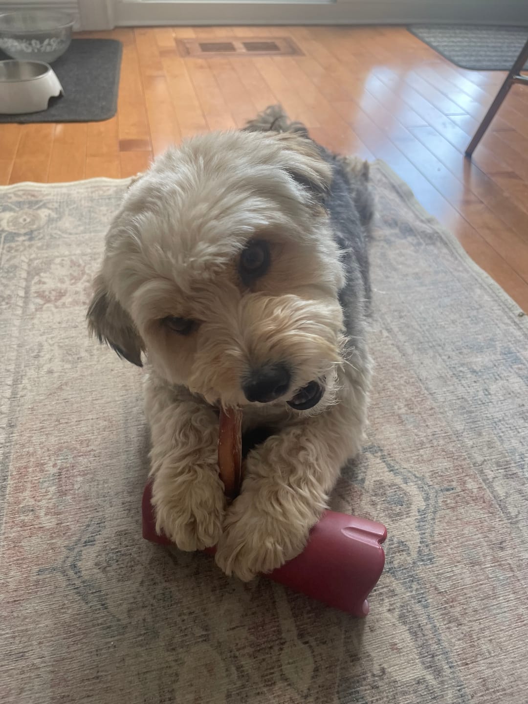 Customer photo review of 6 Inch Jumbo Bully Stick