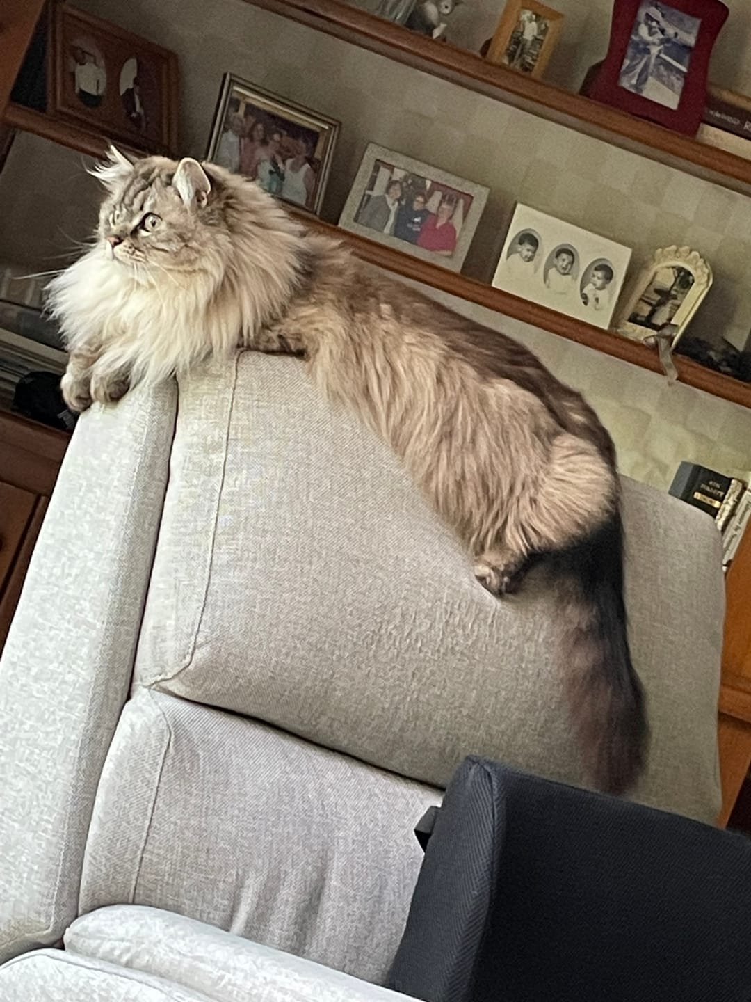 Customer photo review of Breathe Easy Cat Cold, Sneezing & Respiratory Support